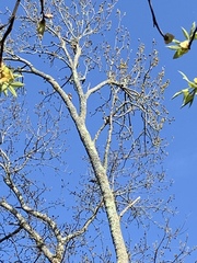 Colaptes auratus