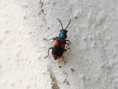Anthocomus