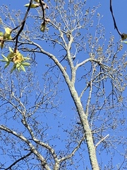 Colaptes auratus