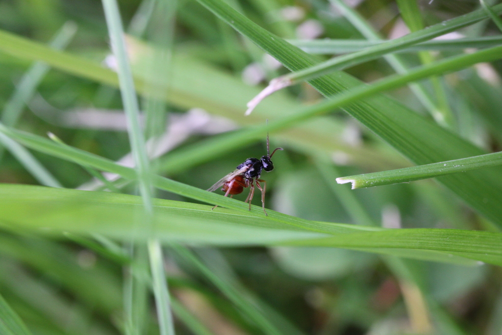 Cinquefoil bud gall wasp
