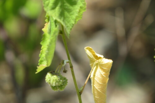 Ayenia limitaris, photograph 1
