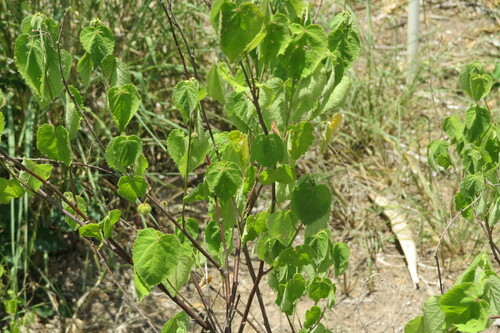 Ayenia limitaris, photograph 3