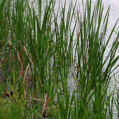 Sparganium eurycarpum