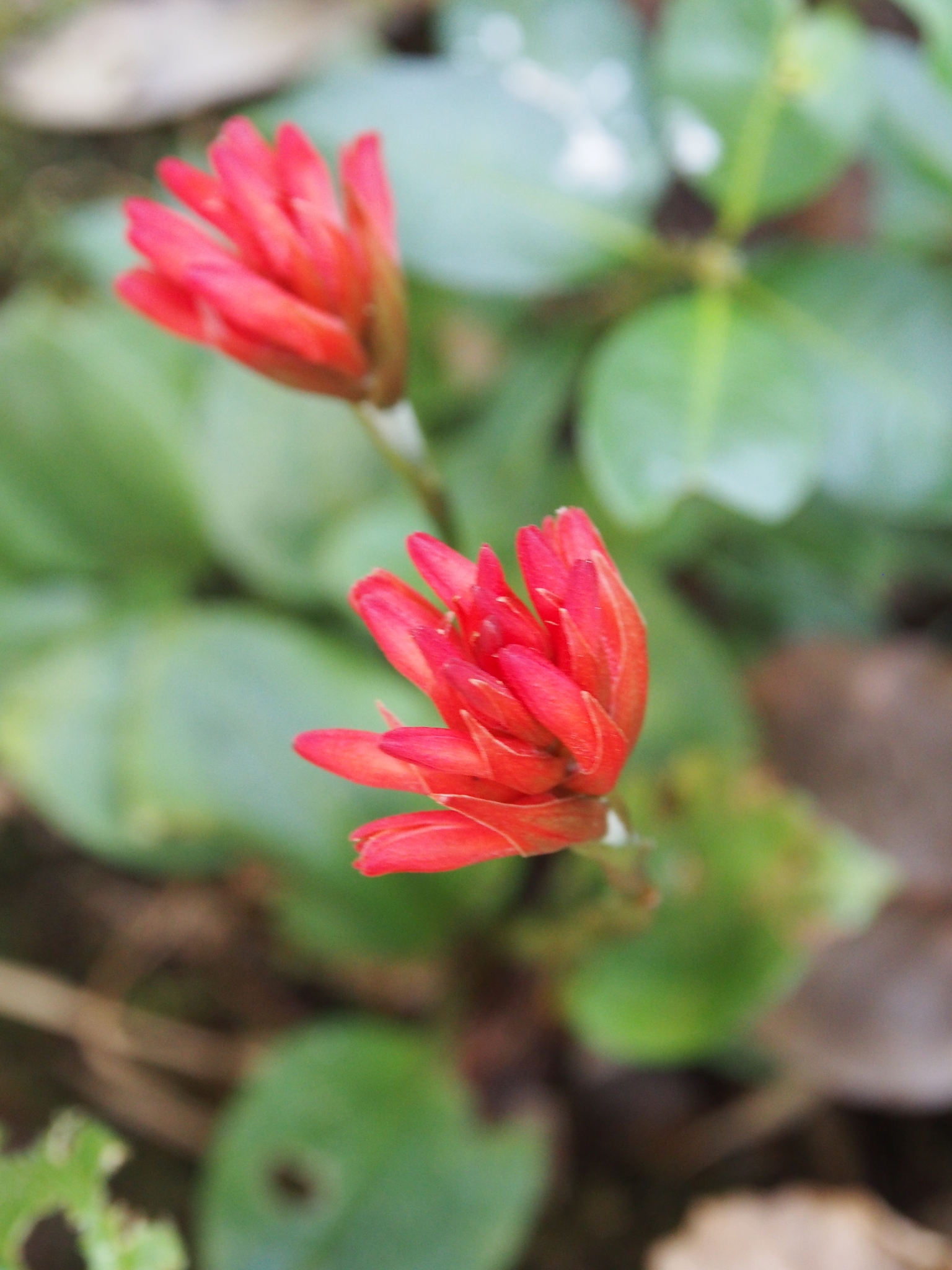 Coccineorchis