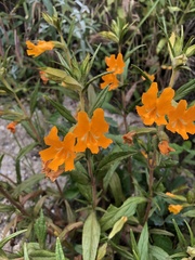 Diplacus longiflorus