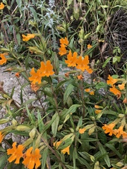 Diplacus longiflorus