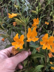 Diplacus longiflorus