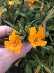 Diplacus longiflorus