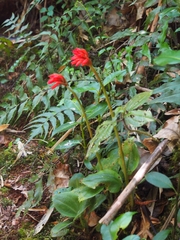 Coccineorchis cernua