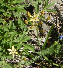 Triteleia dudleyi