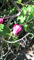 Clematis texensis