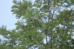 Rupornis magnirostris image