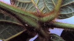 Cordia nodosa
