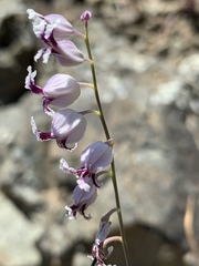 Streptanthus glandulosus secundus