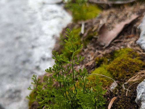 Image of Asplenium fissum by (c) Elias, some rights reserved (CC BY)