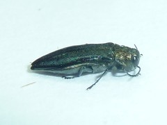 Agrilus politus