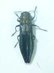 Agrilus politus