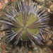Naked Green Sea Urchin - Photo (c) Shallow Marine Surveys Group, some rights reserved (CC BY-NC)