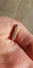 Lepidoptera