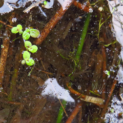 Spirodela polyrhiza