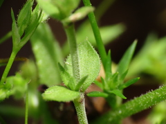 Arenaria leptoclados