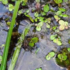 Spirodela polyrhiza