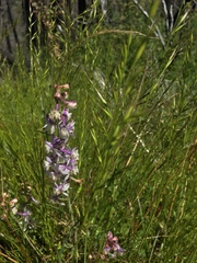 Delphinium hansenii