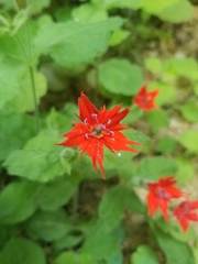 Silene rotundifolia
