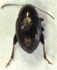Chaetocnema paspalae
