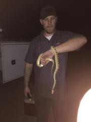 Pituophis catenifer