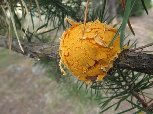 Western Gall Rust