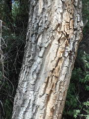 Populus deltoides wislizenii