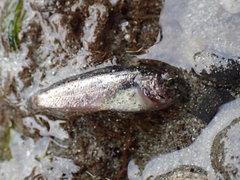 Hemilepidotus spinosus