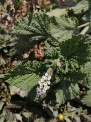 Heliotropium indicum