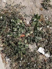 Heliotropium indicum