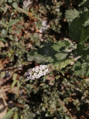 Heliotropium indicum