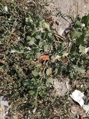 Heliotropium indicum