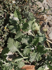 Heliotropium indicum