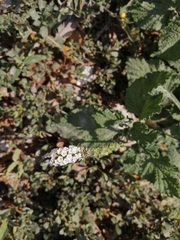 Heliotropium indicum