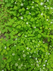 Thalictrum clavatum