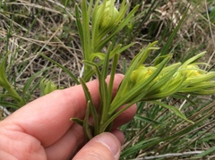 Lithospermum caroliniense