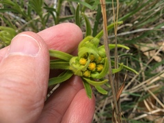 Lithospermum caroliniense