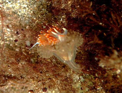 Haliclystus sanjuanensis