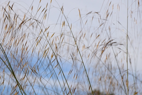Image of Celtica gigantea by (c) Caroli, some rights reserved (CC BY)