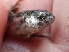 Hemilepidotus spinosus