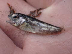 Hemilepidotus spinosus