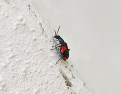 Anthocomus