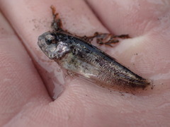 Hemilepidotus spinosus