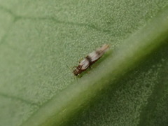 Parthenothrips dracaenae