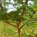 Acacia hockii
